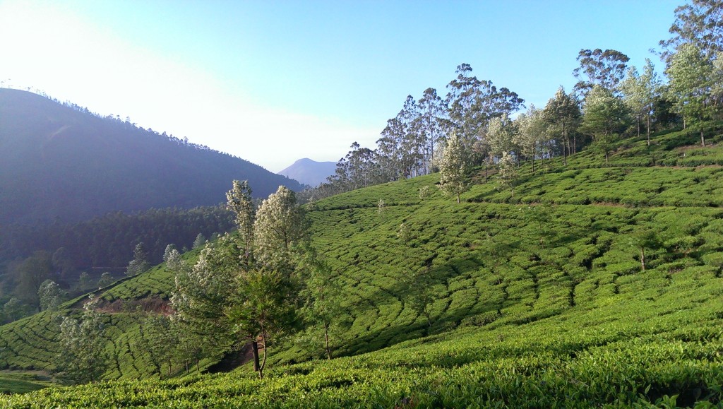 BEFORE: A tea plantation in Munnar in the state of Kerala, India.